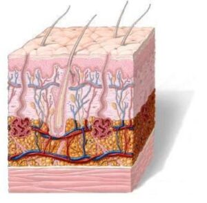Cross-section of human skin showing epidermis, dermis with hair follicles, sweat glands, and subcutaneous tissue. Nerves and blood vessels are visible.